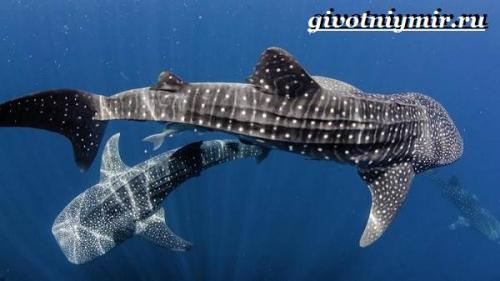 Китовая акула враги. Образ жизни и среда обитания китовой акулы