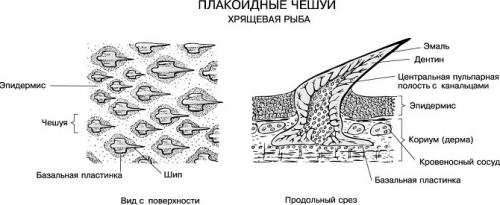 Интересные факты о китовых акулах. Кожа и окрас