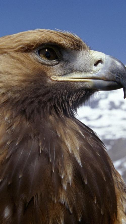 Орел птица интересные факты. Орел (птица): описание и фото, размеры, внешний вид и характеристика 13