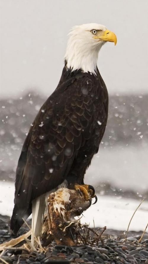 Орел птица интересные факты. Орел (птица): описание и фото, размеры, внешний вид и характеристика 10