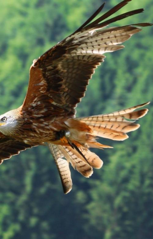 Орел птица интересные факты. Орел (птица): описание и фото, размеры, внешний вид и характеристика 15