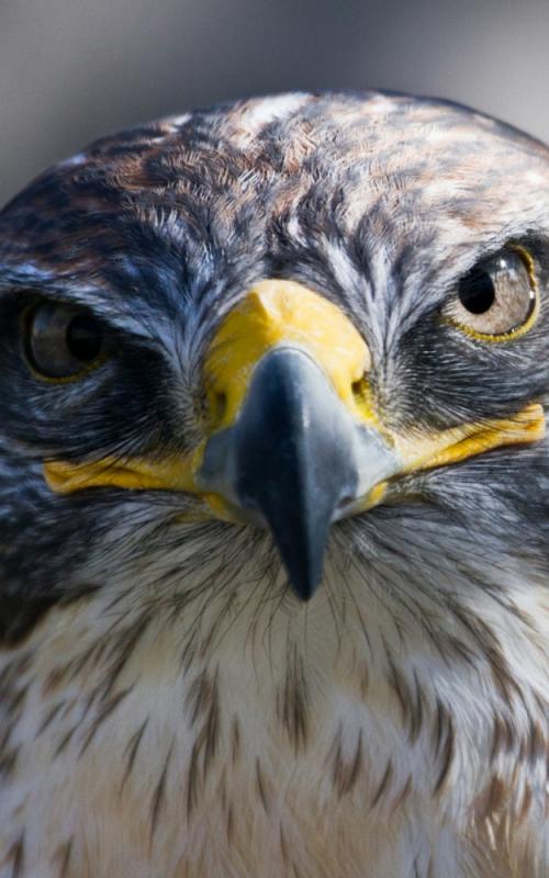 Орел птица интересные факты. Орел (птица): описание и фото, размеры, внешний вид и характеристика 09