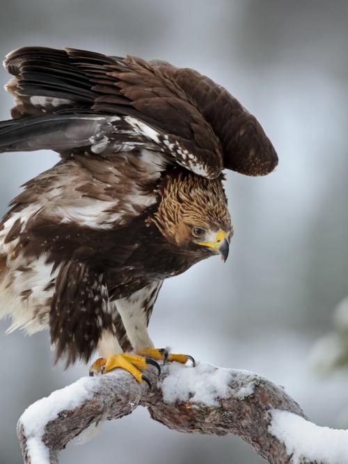 Орел птица интересные факты. Орел (птица): описание и фото, размеры, внешний вид и характеристика 08