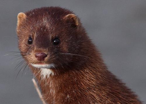 Куницы. Основные признаки и характеристики