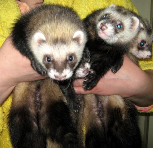 Разведение лесной куницы в домашних условиях. Приручение зверьков