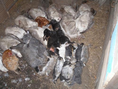 Каменная куница, как избавиться. Ласки в курятнике