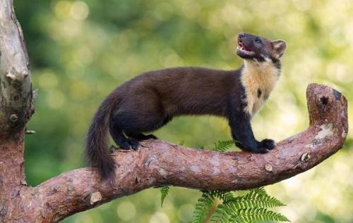 Повадки куницы. Особенности