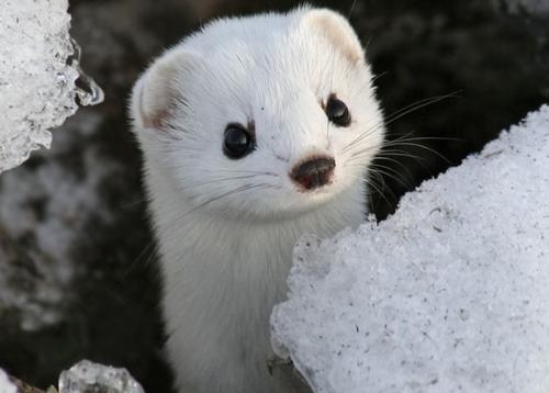 Куницы. Основные признаки и характеристики