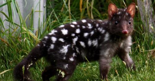 Куницы. Основные признаки и характеристики