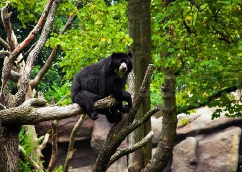 Интересные факты бурый медведь. Интересные факты о бурых медведях 16