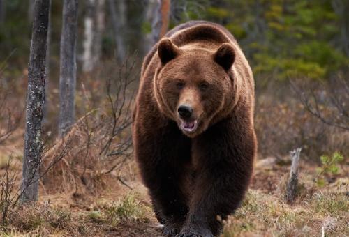 Интересные факты бурый медведь. Интересные факты о бурых медведях 14
