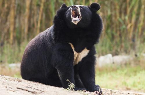 Интересные факты бурый медведь. Интересные факты о бурых медведях 17