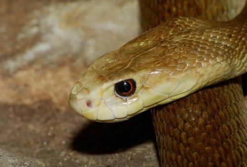 Чем питается медведь. Бурый медведь хозяин леса…