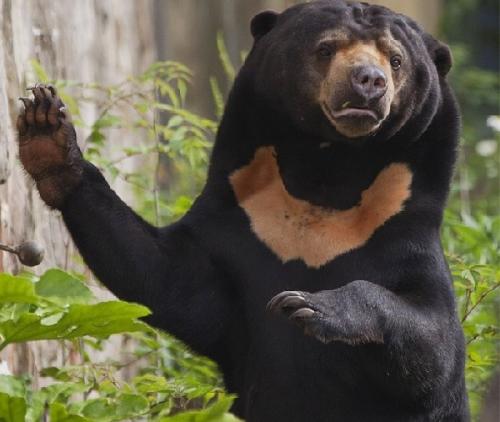 Интересные факты бурый медведь. Интересные факты о бурых медведях 18