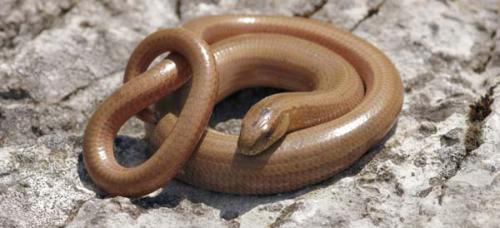 Чем питается медведь. Бурый медведь хозяин леса…