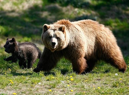 Интересные факты бурый медведь. Интересные факты о бурых медведях 12