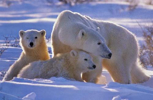 Интересные факты бурый медведь. Интересные факты о бурых медведях 15