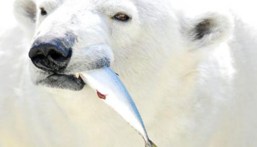 Интересные факты о белом медведе 02