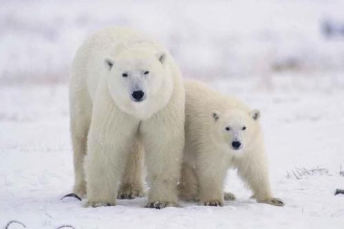 Сообщение о белом медведе. Белый медведь (лат. Ursus maritimus)