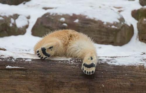 Белый медведь описание. Описание и особенности