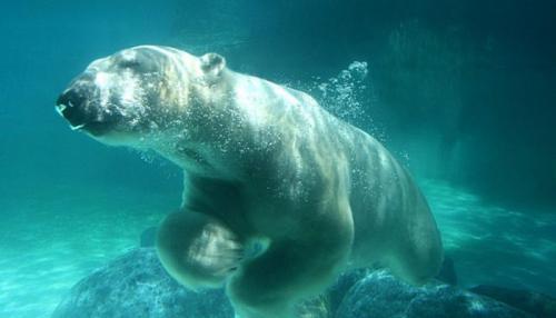 Интересные факты о белом медведе 03