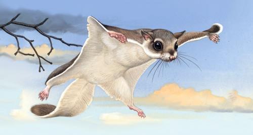 Белки летяги интересные факты. Летяги и интересные факты о них