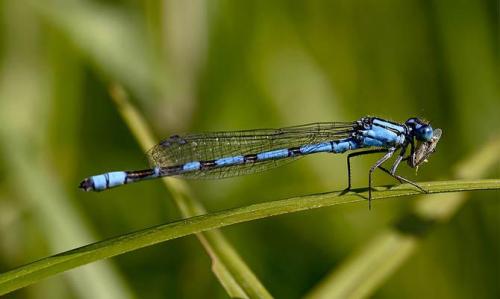Интересные факты стрекоза. Интересные факты о стрекозах + Видео