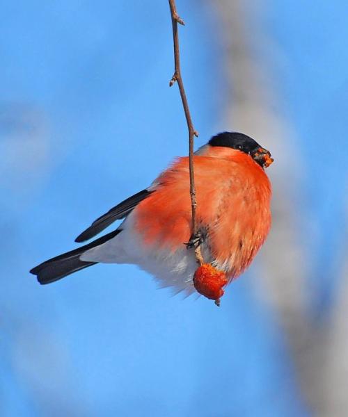 Куда улетают на лето снегири. Куда весной улетают снегири?