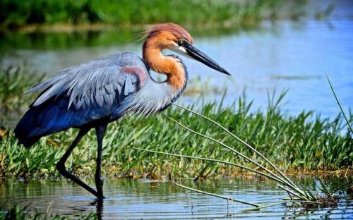 Почему цапля стоит на одной ноге в воде? 06