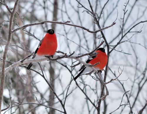 Куда улетают на лето снегири. Куда весной улетают снегири?