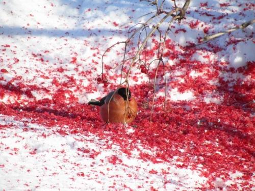 Куда улетают на лето снегири. Куда весной улетают снегири?