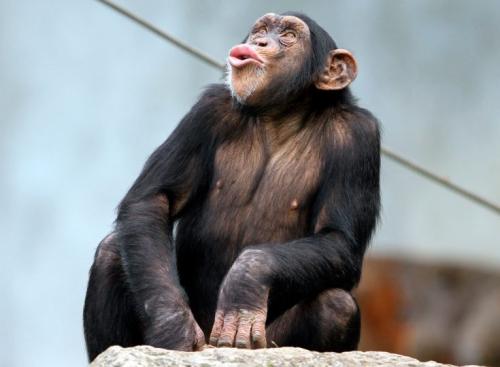 Шимпанзе хвост. Внешний вид