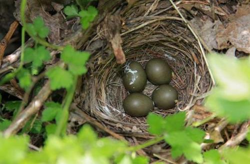 Где вьют гнезда соловьи. Видео: Как поёт птица Соловей