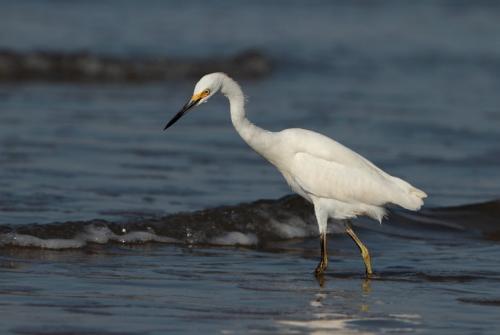 Чем питается цапля. Описание птицы