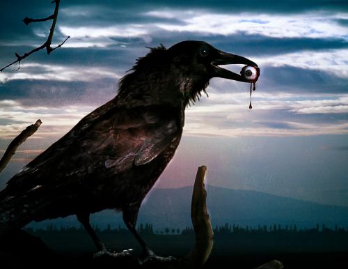 Ворон и ворона. Мифы и легенды. Что за птица- черный ворон?