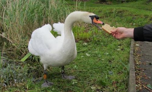 Лебеди сколько живут. Сколько живут лебеди. Лебедь: описание, виды и повадки 06