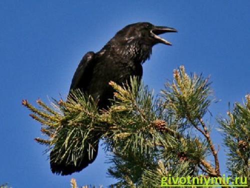 Факты о воронах. Интересные факты о воронах 01