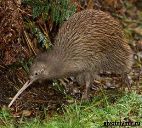 Киви птица интересные факты. Интересные факты о птице киви 03