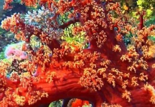 Интересные факты о индийском океане. Индийский океан интересные факты