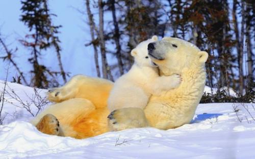 Где живут белые медведи. Белый медведь: где обитают, чем питаются, образ жизни, 80 фото + видео!