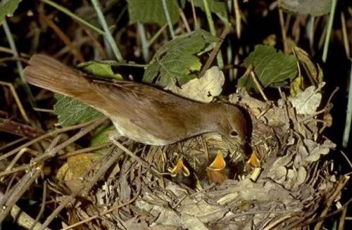 Где вьют гнезда соловьи. Видео: Как поёт птица Соловей