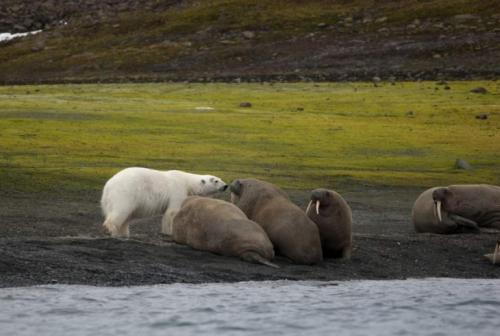 Где живут белые медведи. Белый медведь: где обитают, чем питаются, образ жизни, 80 фото + видео!