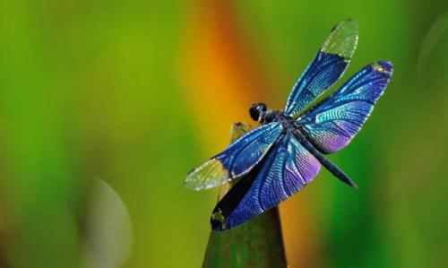 Интересные факты стрекоза. Интересные факты о стрекозах + Видео