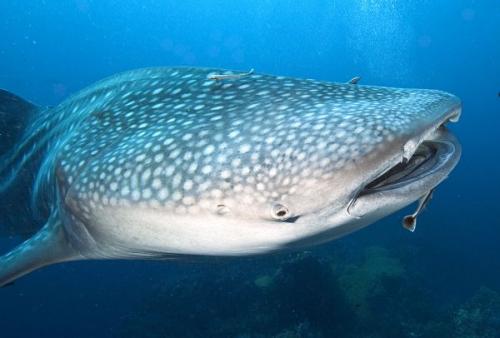 Интересные факты про китов и дельфинов. 10 интересных фактов о дельфинах и китах