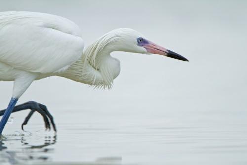 Чем питается цапля. Описание птицы