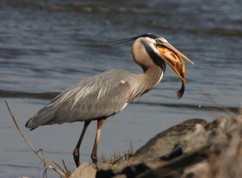 Почему цапля стоит на одной ноге в воде? 05