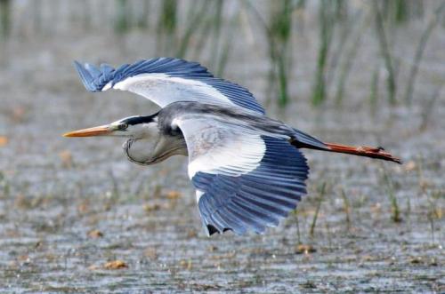 Почему цапля стоит на одной ноге в воде? 03