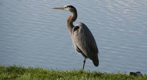 Почему цапля стоит на одной ноге в воде? 02