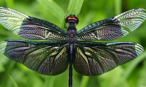 Интересные факты стрекоза. Интересные факты о стрекозах + Видео