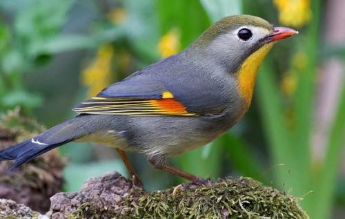 Куда улетают на зиму соловьи. Виды соловьев